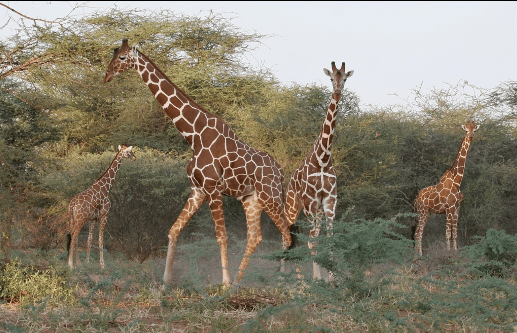 邦楽 NATURE LIVING / FACT (2005) Featured Creature: Giraffes - Biodiversity for a Livable Climate